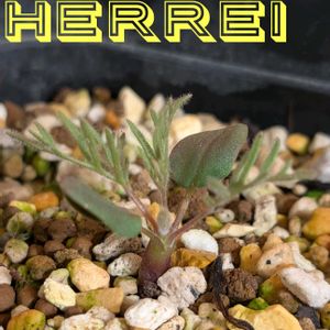 サルコカウロン ヘレー,実生,モンソニアヘレー,フォントで遊ぼ( ¯෴¯ )の画像