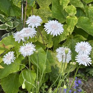 カラーリーフ,可愛い,山野草,白い花,シェードガーデンの画像