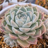 スノードロップ,多肉植物,多肉大好き,癒し,青森の画像