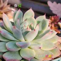 グリーンネックレス,セダム,オーロラ,桃太郎,多肉植物の画像