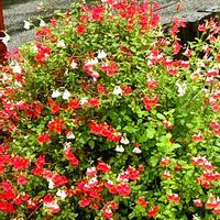 チェリーセージ,出勤途中で,職場近くのカフェの花壇にの画像