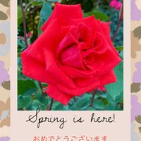 チューリップ,ナシ,バラ,パンジー・ビオラ,ポポーの画像