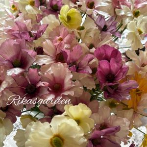 キンギョソウ,スイートピー,スイートピー,ゼラニウム,ゼラニウムの画像