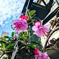 フクシア,ピンクの花,ピンク❤︎ピンク,ピンクワールドへ ようこそ,いつも心に太陽をの画像