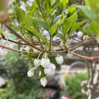 セッコク,チューリップ,ドウダンツツジ,原種チューリップ,レモンゼラニュウムの画像