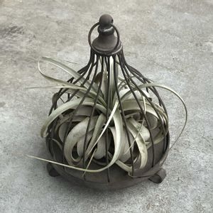 エアープランツ,観葉植物,チランジア属,キセログラフィカ,グリーンのある暮らしの画像