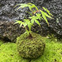 もみじ,苔玉,苔 (コケ),ガーデンネックレス横浜2026コンテスト,和室の画像