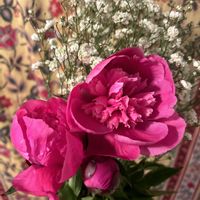 カスミソウ,シャクヤク,芍薬(シャクヤク）,気配り上手,良い睡眠をとれますように〜の画像