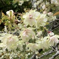 サクラ,リンゴ,八重桜,リンゴの花,御衣黄桜（ギョイコウザクラ）の画像