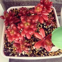 オーロラ,虹の玉,北海道,めんこい♡,みち's虹の玉の画像