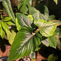 フィロデンドロン,フィロデンドロン・セルペンス,観葉植物,フィロデンドロン属,philodendron serpensの画像