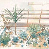 グレビレア,ユッカ,アガベ,ドドナエア,AI加工の画像