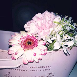 カーネーション,ガーベラ,オオアマナの画像