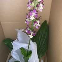 エビネ,ベニバナヤマシャクヤク,ベニバナヤマシャクヤク,コオズエビネ,コオズエビネの画像