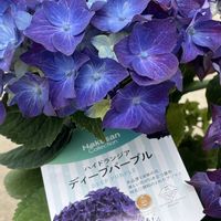 アジサイ,ハイドランジア ディープパープル,紫陽花 アジサイ あじさい,青い紫陽花,我が家の紫陽花の画像