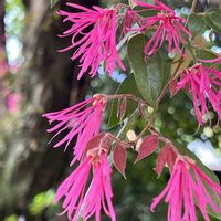 ベニバナトキワマンサク,近所のお寺,木曜は木の花,木曜日は桃色,好き好き大す木♡の画像