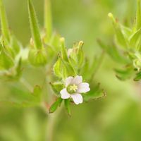 アメリカフウロ,スイカズラ,ノイバラ,ユウゲショウ,植中毒の画像