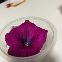 サフィニアの画像