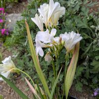 フリージアの画像