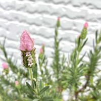 ヒューケラ,フレンチラベンダー,ハーブ,植物のある暮らし,ハーブのある暮らしの画像