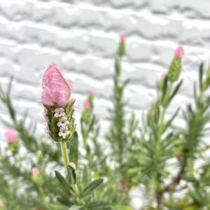 ヒューケラ,フレンチラベンダー,ハーブ,植物のある暮らし,ハーブのある暮らしの画像