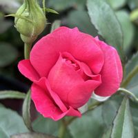 ニューウェーブ,マリーヘンリエッテ,バラを楽しむ,デビッドオースチン,バラが好きの画像