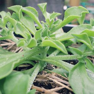 アイスプラント,アイスプラント,プランター栽培の画像