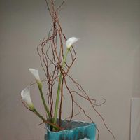 カラー,ウンリュウヤナギの画像