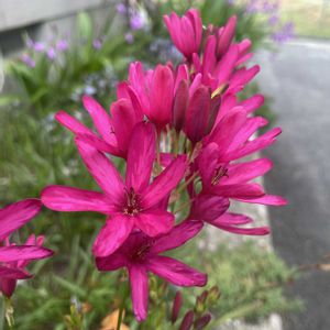 イキシア,イキシア・ローズエンペラー,放置栽培,神奈川県,庭の画像