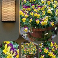 アリッサム,イチハツ,シジミバナ,タツナミソウ,ビオラの画像