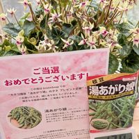 シクラメン,チューリップ,チューリップ,ムスカリ,ヤグルマギクの画像