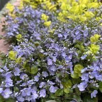 リシマキア オーレア,ベロニカ ウォーターペリーブルー,小さな庭の画像