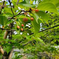 サクランボ,木曜日は木の実の画像