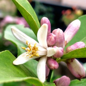 カラタネオガタマ,レモン,花のある暮らし,ご近所さん,小さな幸せの画像