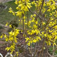レンギョウ,八重咲きスイセン・ホワイトライオン,北海道,北海道でも越冬します,小花会の画像