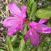 アザミ,ピンクパンサー,平戸ツツジ,クリーピング タイム,枝垂れはなももの画像