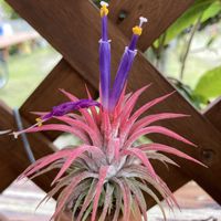 エアープランツ,チランジア,カプトメデューサ,イオナンタ,エアープランツ/チランジアの画像