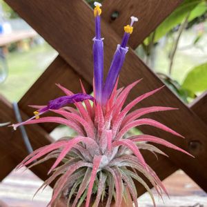 エアープランツ,チランジア,カプトメデューサ,イオナンタ,エアープランツ/チランジアの画像