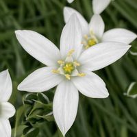 オーニソガラム,ベツレヘムの星,お出かけ先にての画像