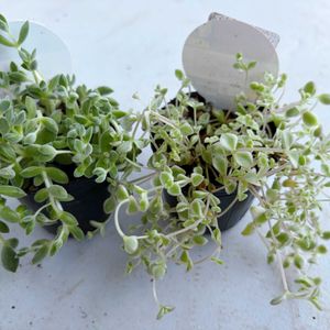 リトルミッシー,レモータ,多肉植物,クラッスラ属,成長記録の画像