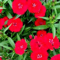 ゼラニウム,ナデシコ,薔薇,クッションブッシュの画像