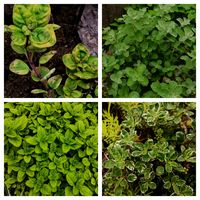 オレガノの画像