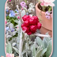 ヘリクリサム,ヘリクリサム･レッドジュエル,寄せ植え,鉢植え,花のある暮らしの画像