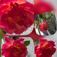 ナニワイバラ,ナニワイバラ,ナニワイバラ,バラ,クロフネツツジの画像