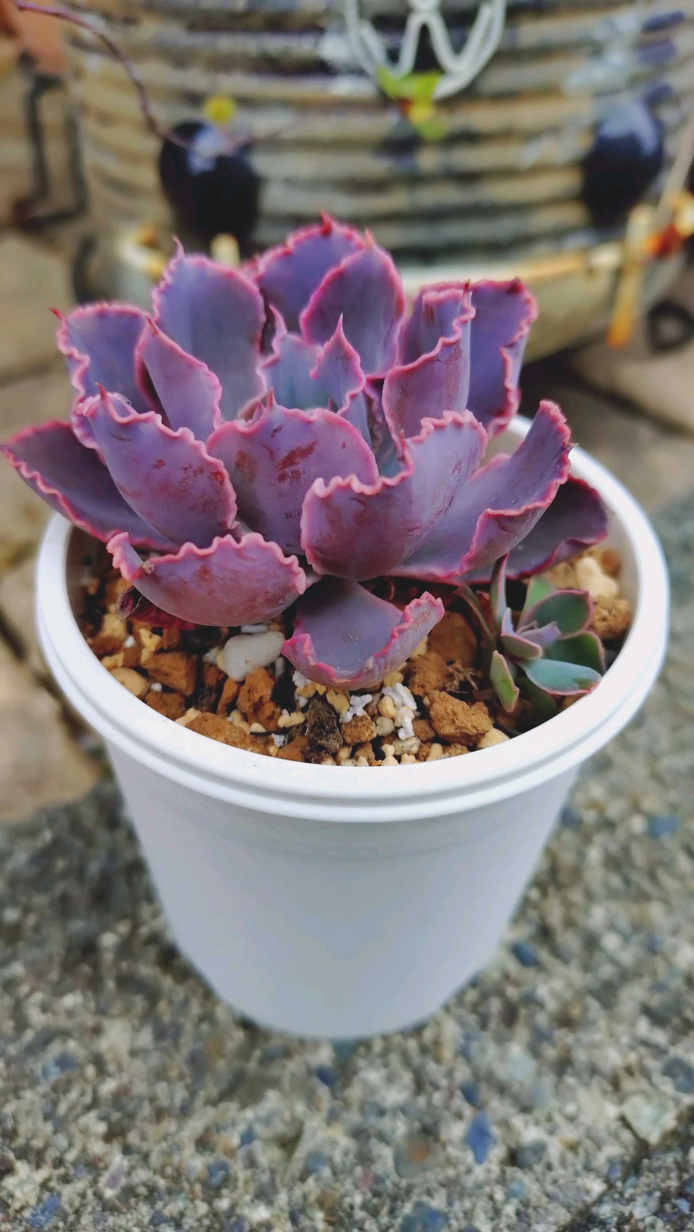 多肉植物 シャビアナカーリー錦 エケベリア・シャビアナの育て方｜きれいな花を咲かせるコツは