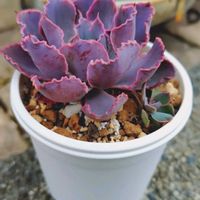 エケベリア,シャビアナ,シャビアナ,多肉植物,小さな花壇の画像