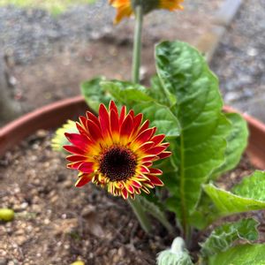 鉢植え,ガーデニング,花のある暮らし,緑のある暮らし,我が家の画像