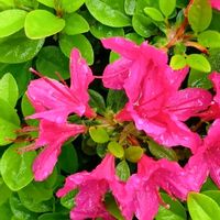 サツキ,街で見かけたお花,２０２０年５月同期,No  more war,心が痛むの画像