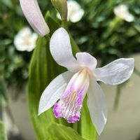 シラン,シラン（紫蘭）,口紅シラン,紫蘭しらん,紫蘭しらんの画像