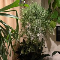 ウンベラータ,リプサリス,クテナンテ,リプサリスケレウスクラ,クテナンテ セトサの画像